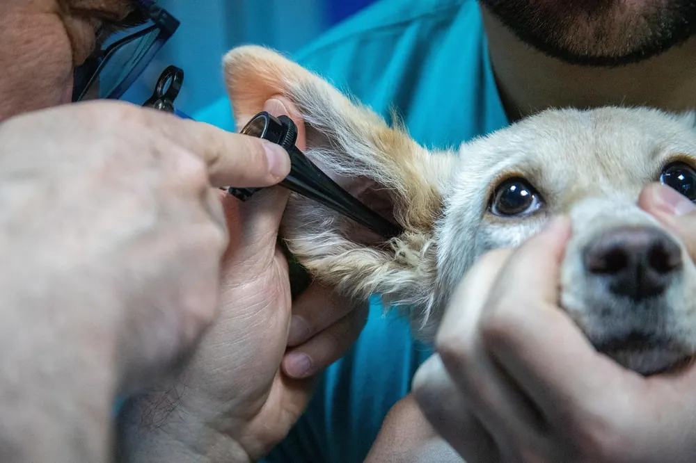 Vétérinaire examinant l'oreille d'un chien