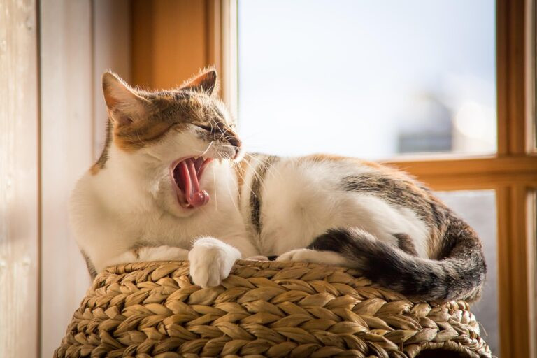 Chat d'intérieur