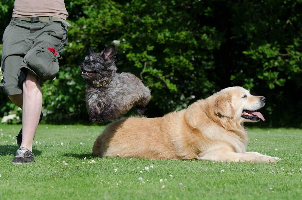 Assurance animaux et maladies saisonnières : à quoi s’attendre