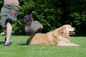 Assurance animaux et maladies saisonnières : à quoi s&rsquo;attendre