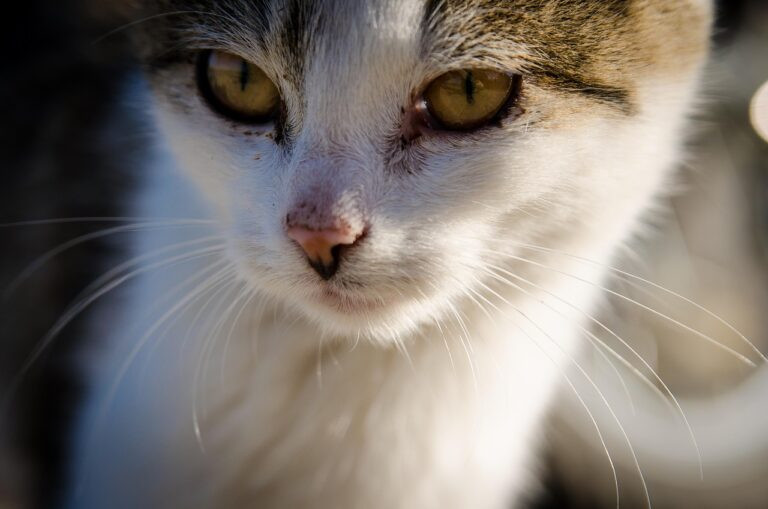 Délai de carence en assurance animaux : l&rsquo;essentiel